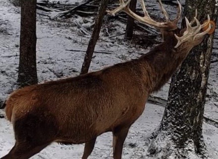 WILDLUTSCHER Leckstein salziger Weizen 1,8 kg lockt, bindet und lenkt Wild